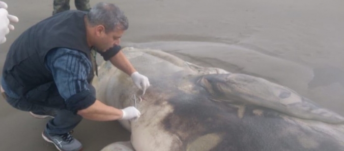 Filhote de baleia-franca  encontrado em estado de decomposio em Arroio do Silva