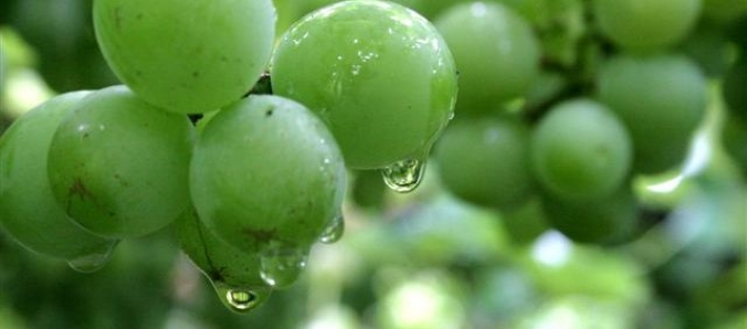 Unesc lan�a cartilha sobre o que � uma Indica��o Geogr�fica